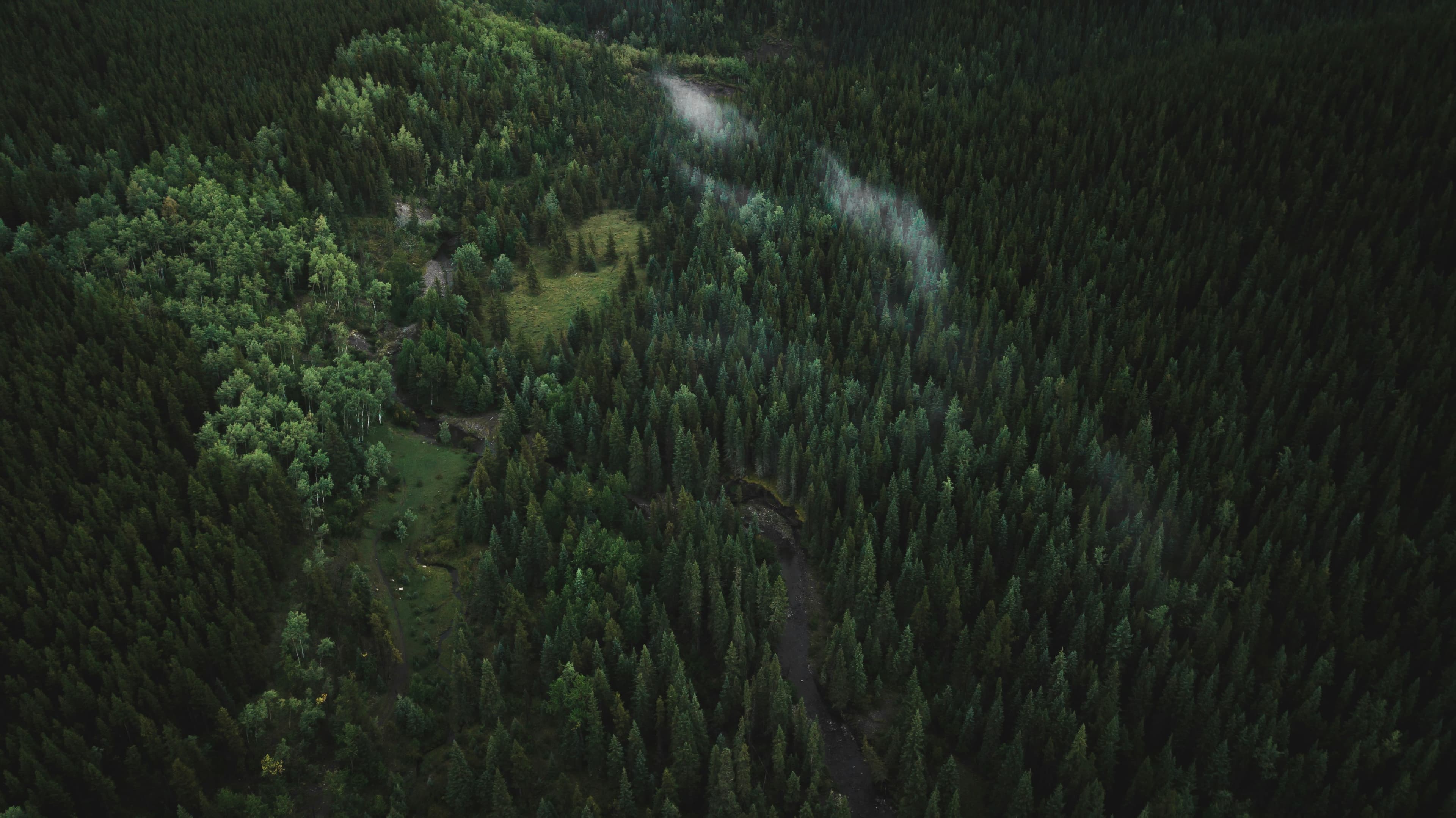 Forêt des Landes
